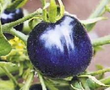 purple-tomatoes purple tomatoes to fight cancer and heart disease