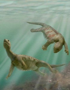 Artist's conception of Odontochelys semitestacea, an ancestral turtle from China. Credit: Marlene Donnelly
