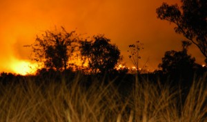 bush-fire
