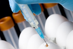 Eggs are often used to produce vaccines