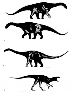 Silhouettes of the three new dinosaurs showing the material currently known from their respective holotypes. - PLoS