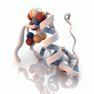 Insulin molecule.  From Clinical Medicine and Research, Vol. 6, Iss. 2.