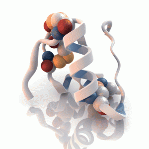 insulin Insulin molecule. From Clinical Medicine and Research, Vol. 6, Iss. 2.
