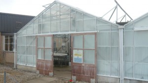 norwich-greenhouse John Innes Centre GM tomatoes hothouse