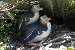 Yellow-eyed penguin.  Photo: Bastiaan Star