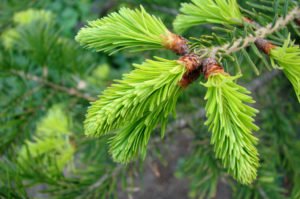 pine closeup