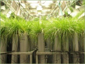 Pastoral Genomics - grass Pastoral Genomics - grass