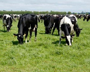 cows grazing