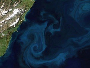 phytoplankton bloom newzealand - EO - crop