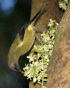 bellbird pollinating flowers