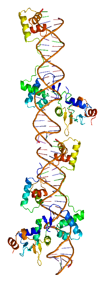 Protein_PAX8_PDB_1k78VERT