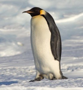 Emperor_Penguin_Manchot_empereur Credit: Samuel Blanc