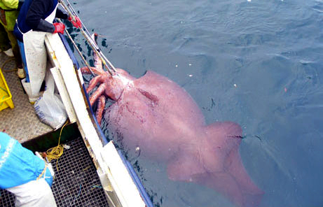 Colossal_squid_caught