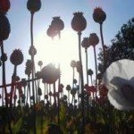opium poppies