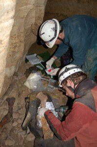 Researchers collectin moa bone samples in the Honeycomb Hill cave system (Credit: University of Adelaide)