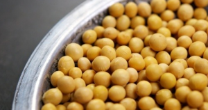 Safe soy? A group of academics claim GM products such as soy beans are not being subjected to sufficient scrutiny from regulators.