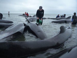 Rescuers help refloat pilot whales stranded in New Zealand. Credit: Project Jonah New Zealand Inc.