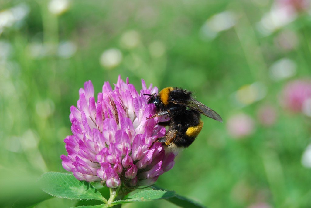 One of the dominant pollinators in red clover (Trifolium pratense) is the buff-tailed bumble bee (Bombus terrestris). [Photo by Maj Rundlöf]