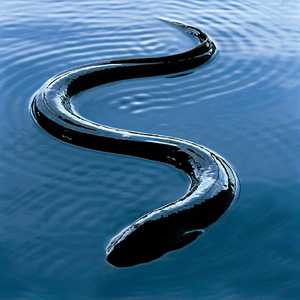 Longfin eels – PCE calls for commercial fishing moratorium