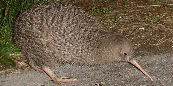 little-spotted-kiwi