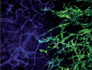 Mouse blood vessels (blue) connect with human-origin blood vessels (green) in the developing liver tissue.