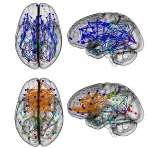 Gender_differences brain