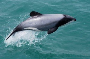 Maui's dolphin