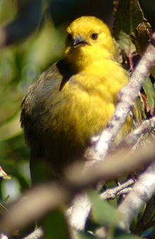 The Mohua, one of the native bird species DOC aims to protect with its increased predator control.