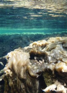 The freshwater algae known as "rock snot" or "didymo." Credit: Brad Taylor