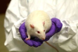 animal research - white rat