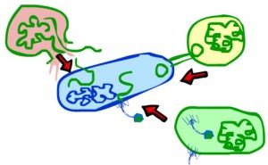 Bacteria HGT cartoon