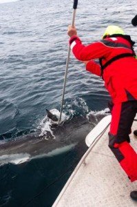 NIWA scientist Malcolm Francis tagging white shark with acoustic tag. [Warrick Lyon/NIWA]