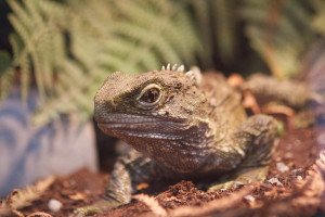 Tuatara