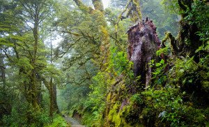 NZ forest