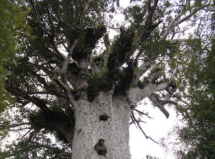 SMC BRIEFING: Kauri dieback – what happens now?