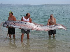 The oarfish is a long, spiny, serpent-like fish. Credit Flickr/Luis Montalvo