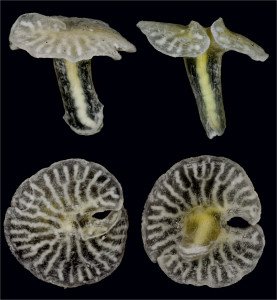 Dendrogramma enigmatica are multicellular animals found on the sea floor off Australia. It is a mystery to whom these tiny mushroom-like animals are related to. Credit: Jørgen Olesen