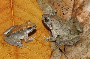 Limnonectes larvaepartus are fanged frogs which give birth to tadpoles. The Indonesian frog is the only known frog to have young this way. Credit: Jimmy A. McGuire