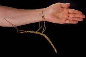 Phryganistria tamdaoensis is a new giant stick insect  found in Vietnam. These masters of camouflage can be seen at the Royal Belgian Institute of Natural Sciences in Brussels. Credit: Jonathan Brecko