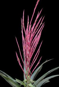 1.-Tillandsia-religiosa