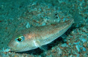 Torquigener albomaculosus is a new species of puffer fish which creates underwater crop circles as spawning nests.  Scientists discovered the ridges and grooves of the circle serve to minimize ocean current at the center of the nest. This protects the eggs from the turbulent waters and possibly predators too. Credit: Yoji Okata