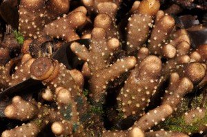 Balanophora coralliformis, coral like parasitic plant