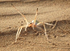 Cebrennus rechenbergi is a very agile arachnid when threatened. The spider cartwheels its way out of danger, twice as fast as running across the sand dunes in Morocco.  Credit: Prof. Dr. Ingo Rechenberg, Technical University Berlin