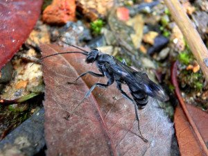 Deuteragenia ossarium: A wasp with a killer maternal instinct. Once her eggs are laid, this wasp seals her nest with dead ants creating a chemical barrier to protect her young.  Credit: Michael Staab