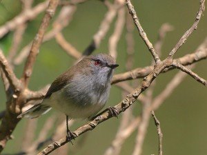 Grey warbler. Credit Flickr/digitaltrails