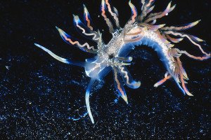 Phyllodesmium acanthorhinum is a new sea slug found in the Japanese Islands. This beauty of the deep provides the 'missing link' between sea slugs that feed on hydroids and those specializing on corals. Credit: Robert Bolland