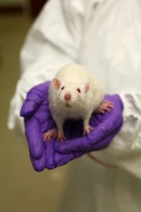 : Understanding Animal research