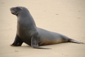 1280px-New_Zealand_Sea_Lion