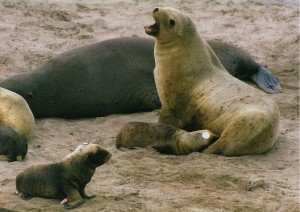 1280px-New_zealand_sea_lion_nursing