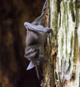 Pekapeka-tou-poto/Lesser short-tailed bat Credit: Flickr/Jake Osborne.